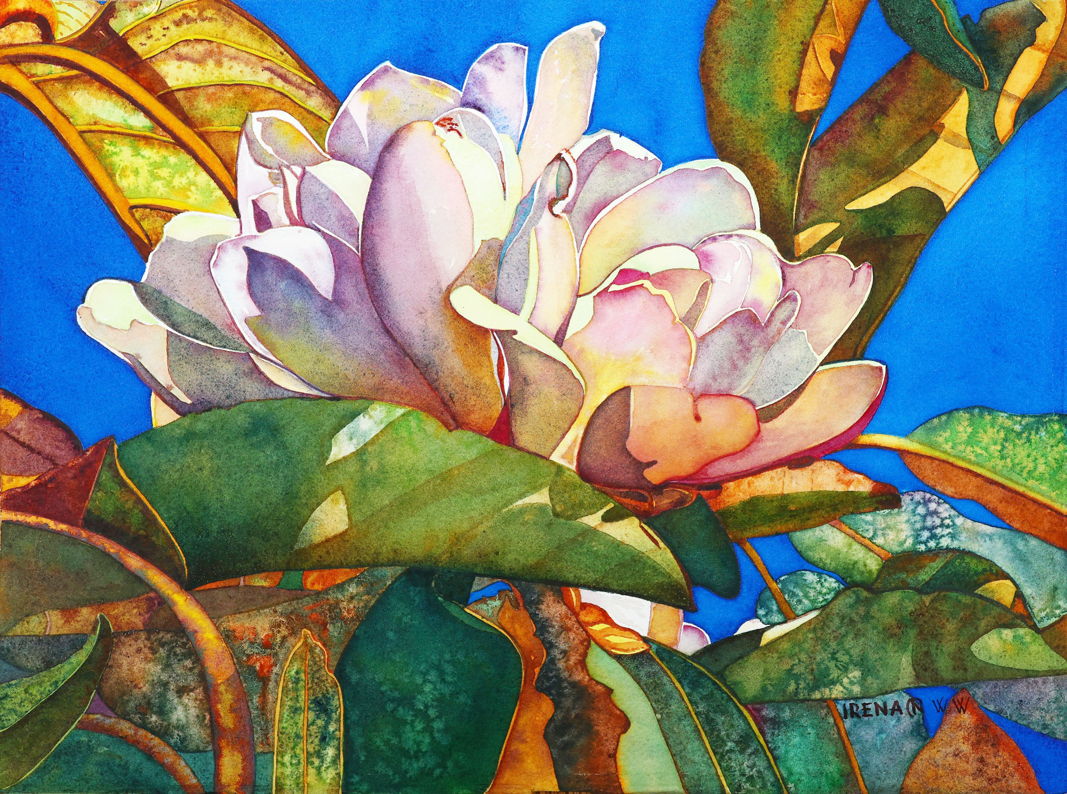 Magnolia